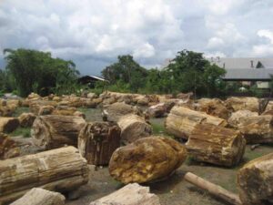 Indonesian petrified wood